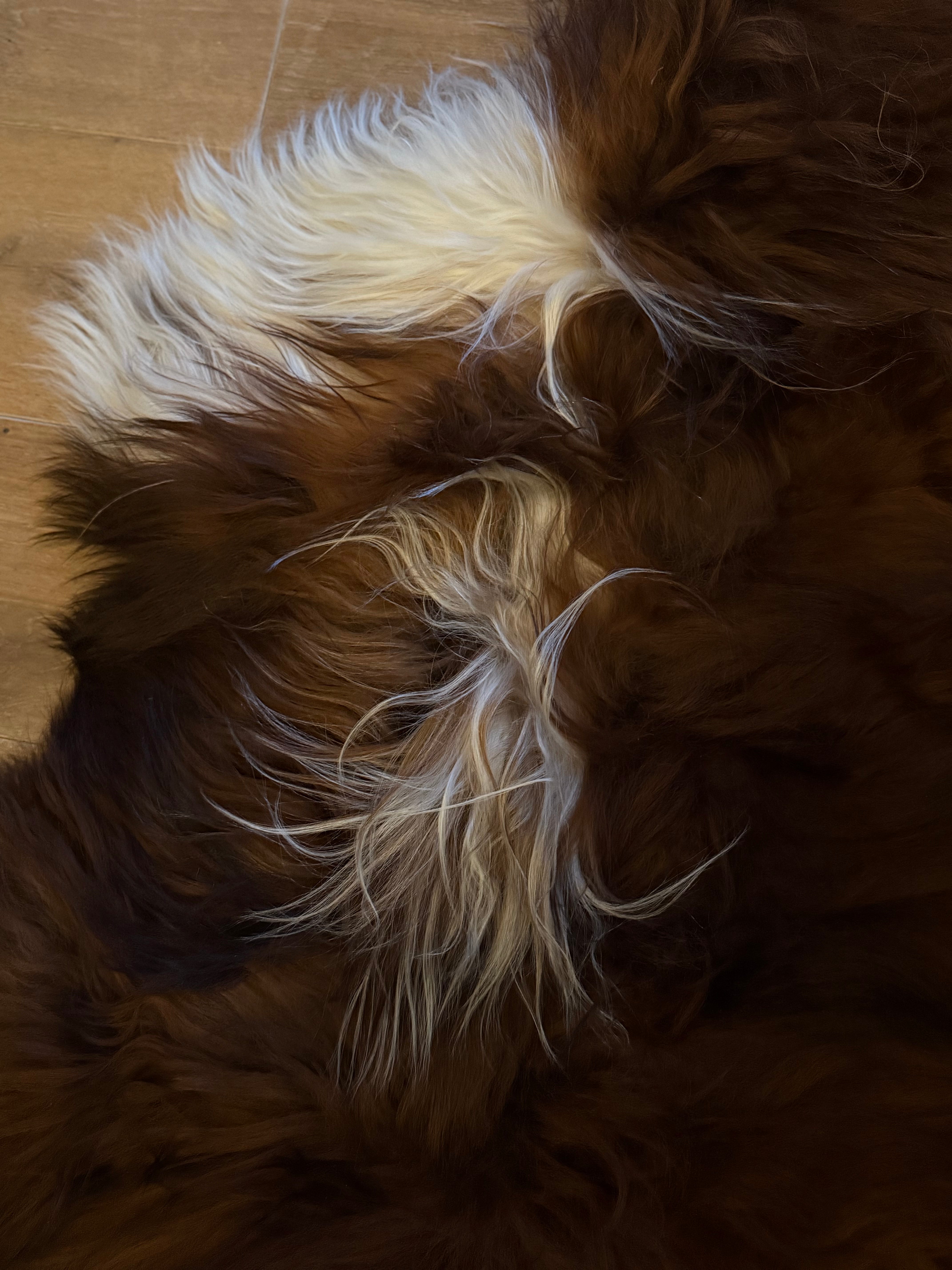 Icelandic Sheepskin Dark